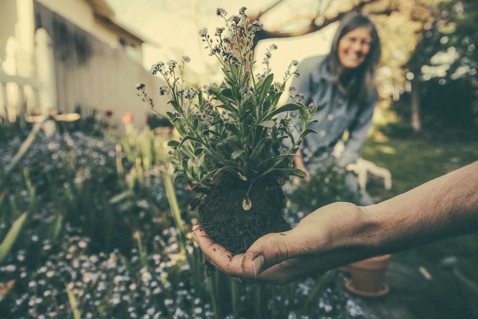 Kabar Gembira Untuk yang Hobi Berkebun