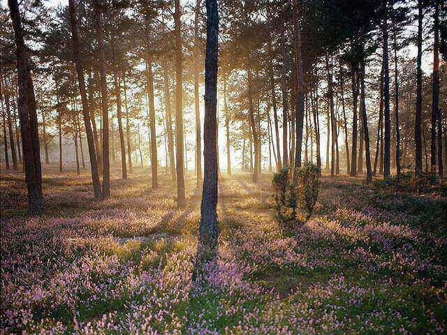 apa-itu-forest-bathing