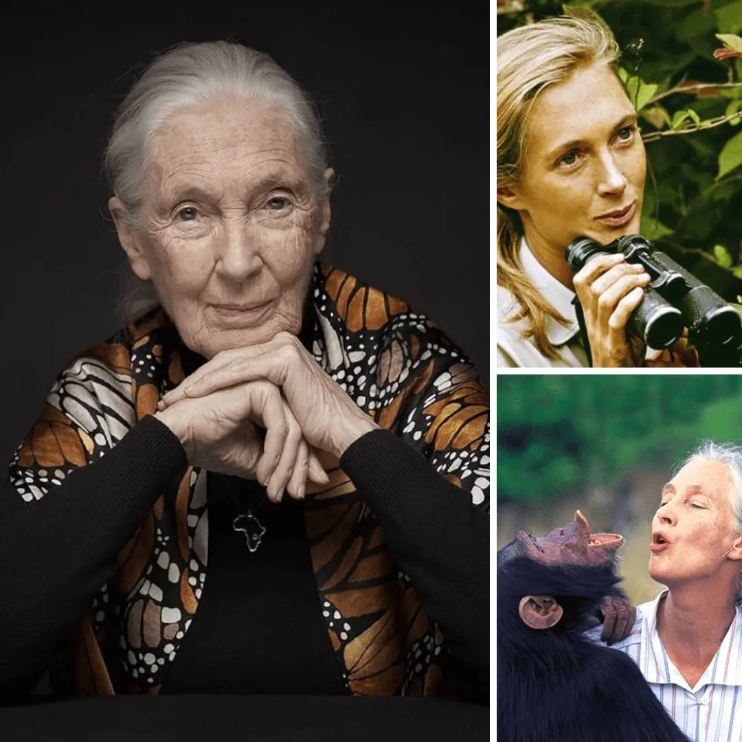 kisah-inspiratif-jane-goodall