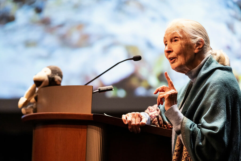 kisah-inspiratif-jane-goodall