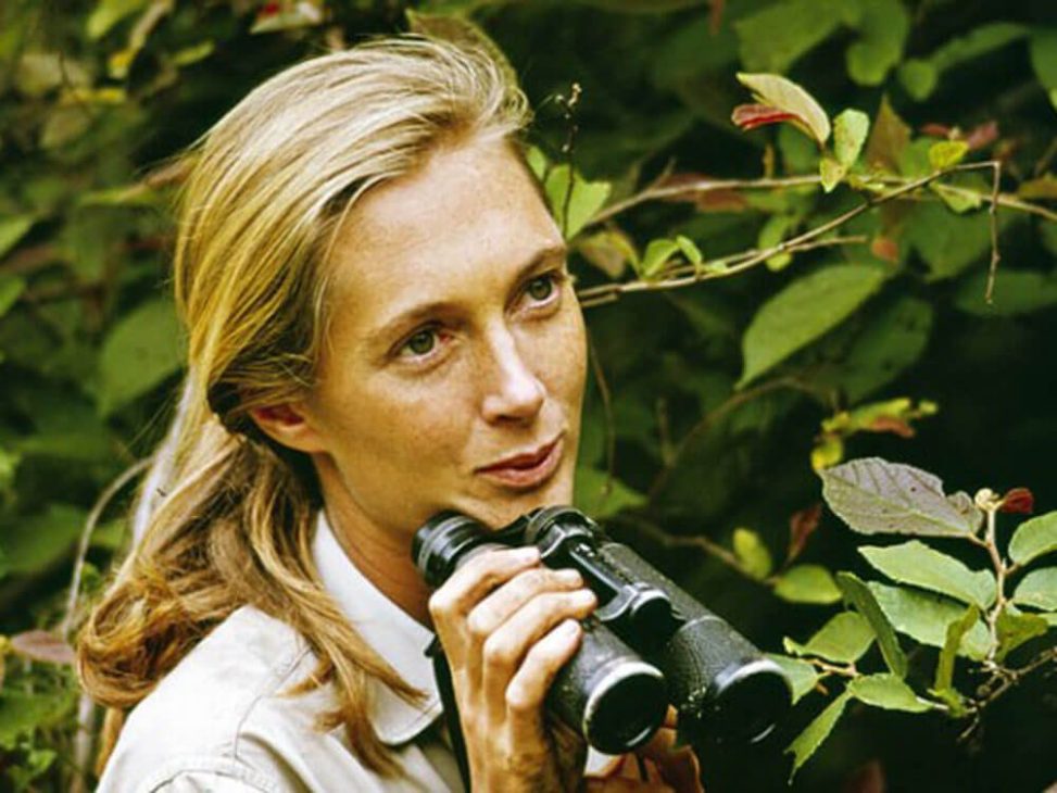 kisah-inspiratif-jane-goodall